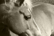 Haflinger  -  Horse by ropo13