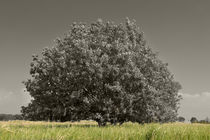 Der Baum  -  The tree by ropo13