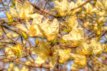 Yellow magnolias by Maks Erlikh