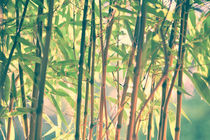 Japanese bamboo forest by Tobias Pfau