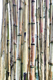 old damaged bamboo texture by Tobias Pfau