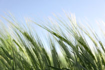 green wheat and windy weather by Tobias Pfau