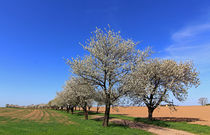 Kirschblütentraum von Wolfgang Dufner