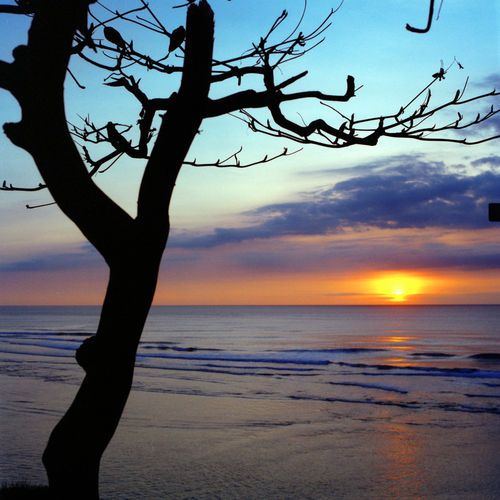 Bali-sunsen-tree