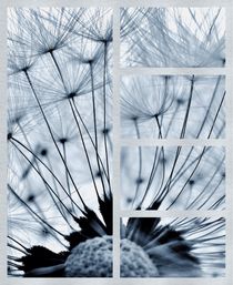 Dandelion Collage by Julia Delgado