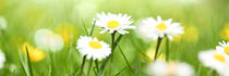 Spring Meadow Panorama With Golden Daisies by Tobias Pfau