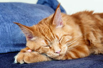 Sleeping Maine Coon Cat by holka