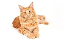 Maine Coon Cat by holka