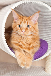 Red Classic Tabby  von holka