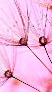 Pink Dandelion von Julia Delgado