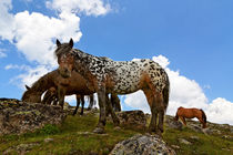 Pferde am Gipfel by Wolfgang Dufner