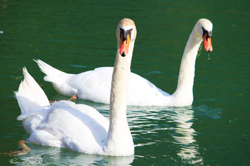 Swans-in-austria