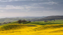 Rolling Hills in yellow von Helmut Plamper