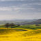 Rolling-hills-yellow