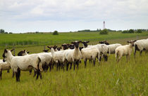 Schafe am Deich - Sheep on dike von ropo13