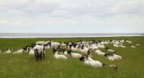 Schafe am Deich - Sheep on dike by ropo13