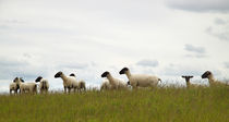 Schafe am Deich - Sheep on dike von ropo13