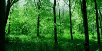 Dream Forest von Sarah Couzens