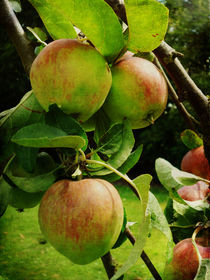 Apple Tree by Sarah Couzens