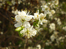 Spring Blossom  von Sarah Couzens