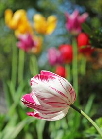 tulip by fhll
