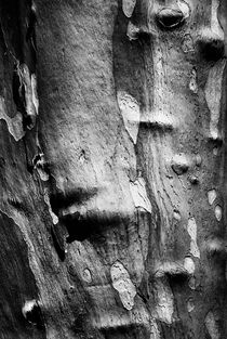 The skin tree  by Jaromir Hron