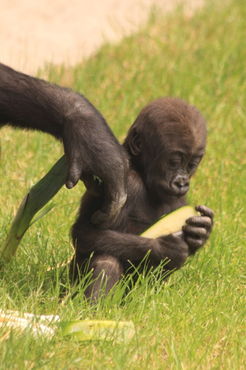 Junger-gorilla