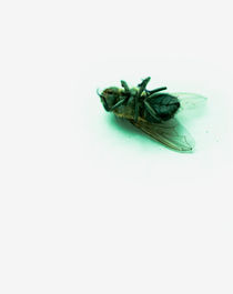 Dead fly by Lars Hallstrom