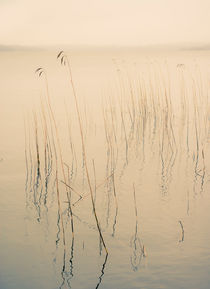 Misty lake by Lars Hallstrom