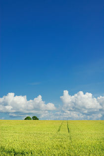 Wheat field and blue sky by Lars Hallstrom