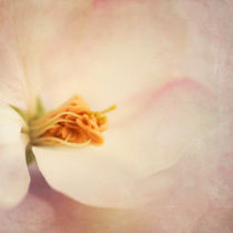 trésfonds (heart of a white blossom) by Priska  Wettstein