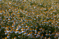 Blumenwiese von Wolfgang Dufner