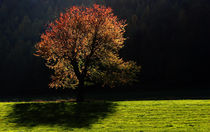Leuchtender Baum by Wolfgang Dufner