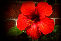 Red hibiscus von Milena Ilieva