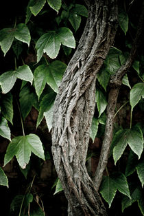 Ivy by Lars Hallstrom