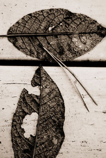 Autumn leaves  von Lars Hallstrom