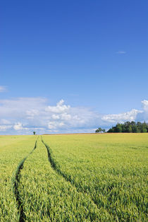 Wheat field and blue sky by Lars Hallstrom