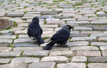 Dohlen - Jackdaws by ropo13