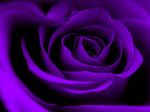Purple Rose von Amanda Finan
