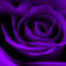 100-6569-purple-rose-finished
