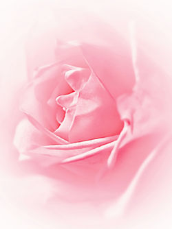 P7122034-soft-pink-rose-filtered