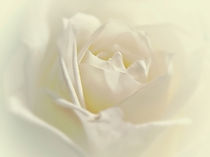Soft White Rose by Amanda Finan