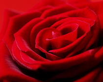 Red Rose by Amanda Finan