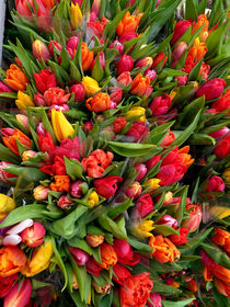 Mega tulips by Robert Gipson