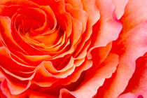 Rose von AD DESIGN Photo + PhotoArt