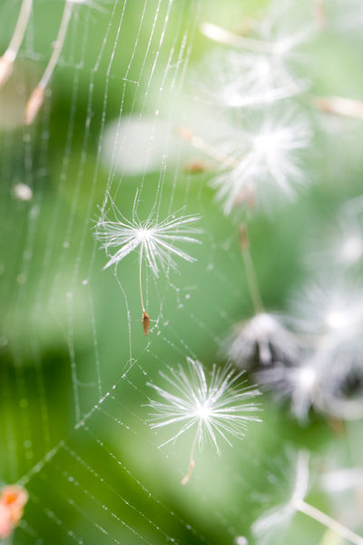 Pusteblume-im-spinnennetz