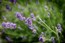 Lavendel von Franziska Giga Maria
