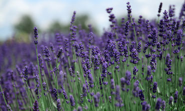 Lavendel-5
