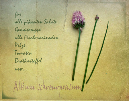 Allium-schoenoprasum2