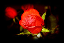 Red Rose von Milena Ilieva